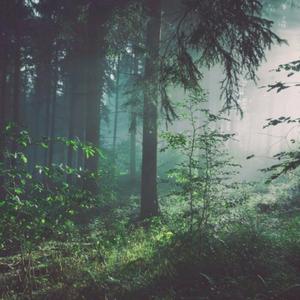 管理高端小鲤导航
